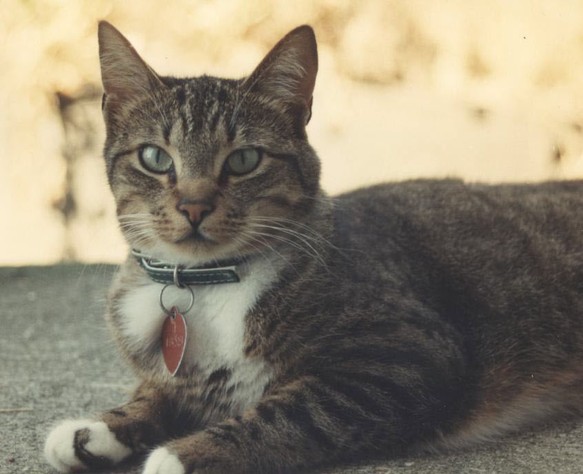 Charm 1989 in West Seattle, Washington