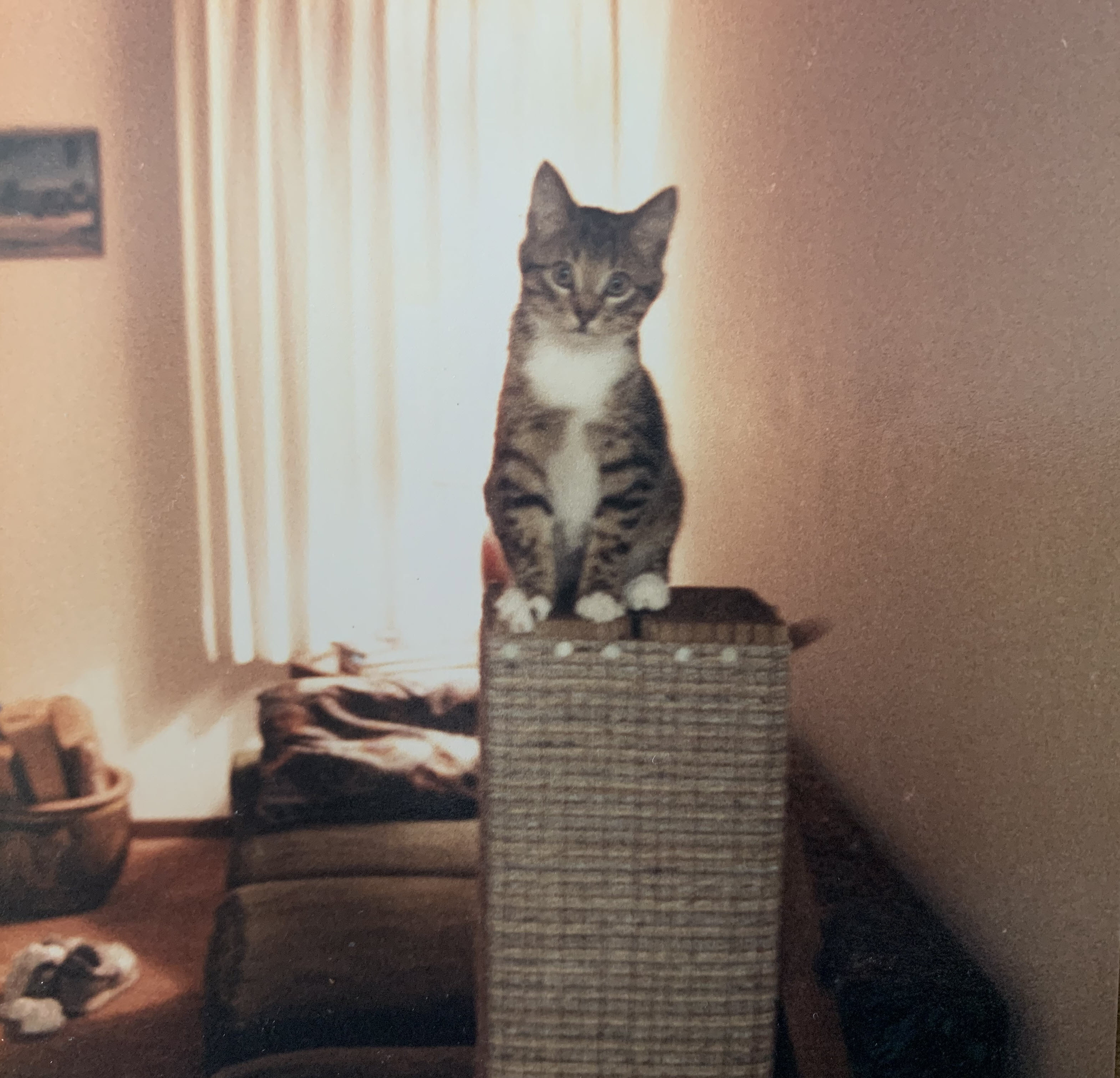 Charm — first image (1987)