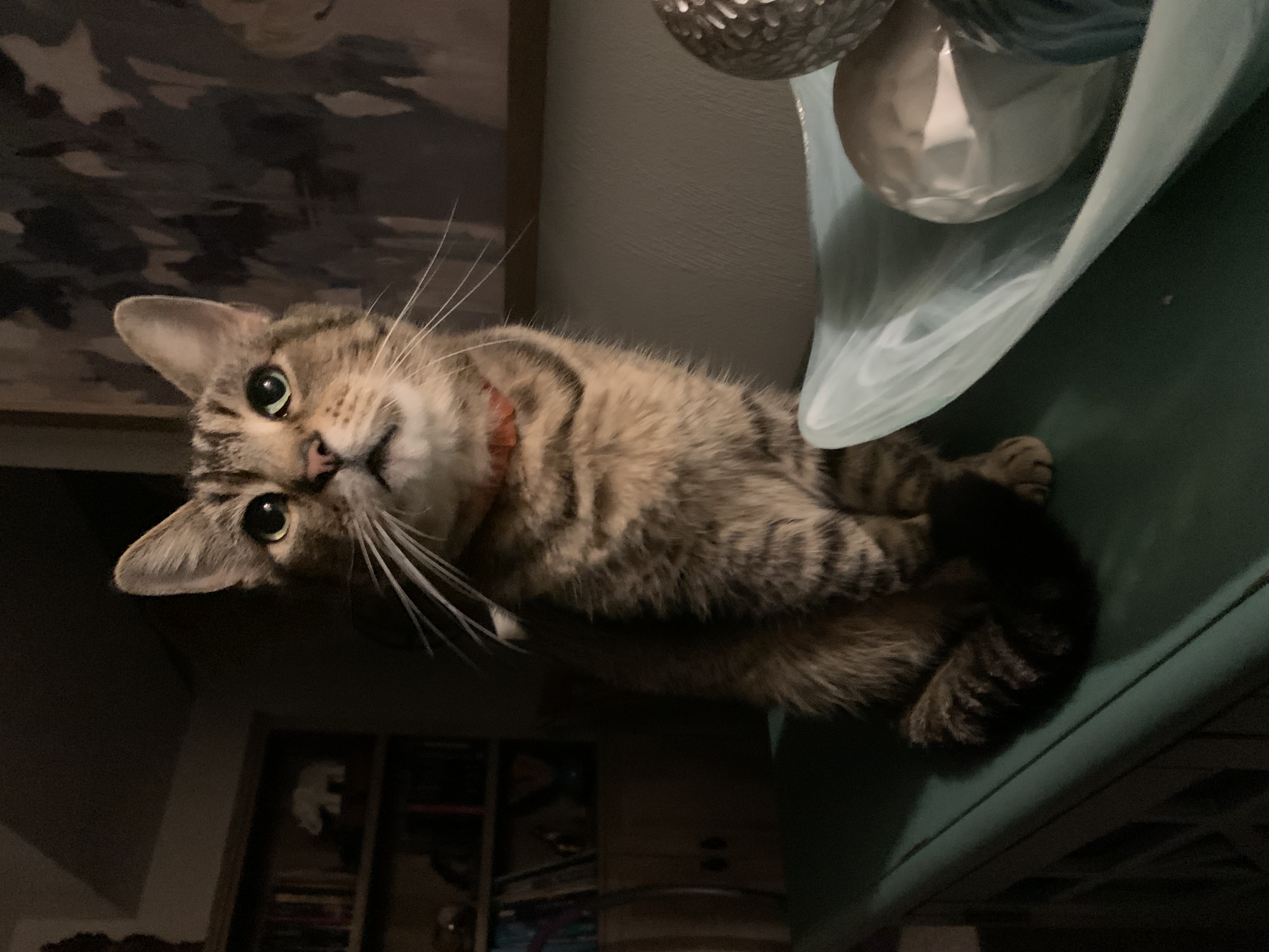 Lucky — tabby #4 (2024)