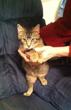Lucky — tabby #4 (day he was found)