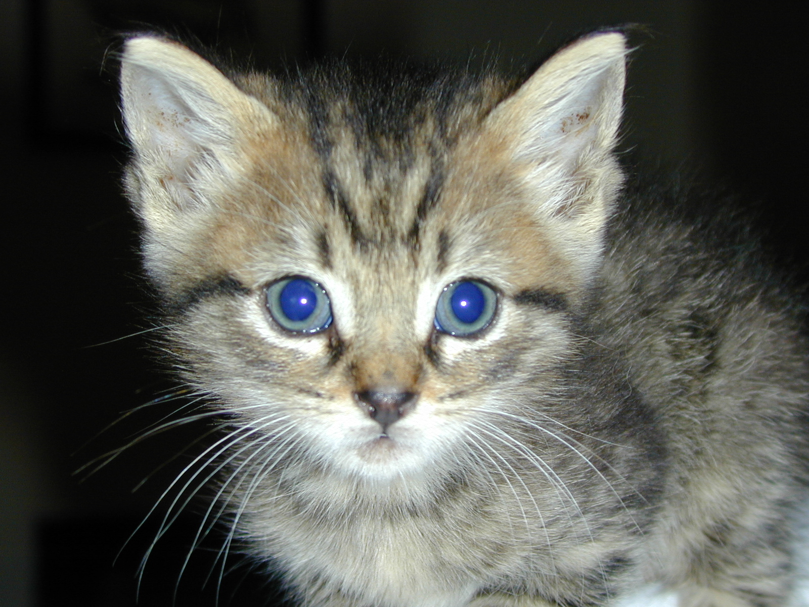 Milo — tabby #3 as a kitten