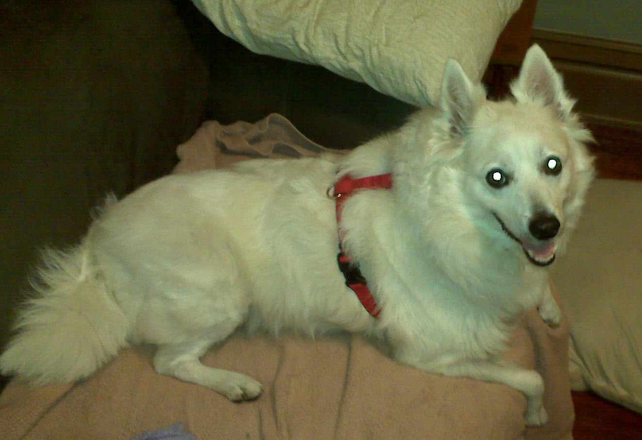 Closeup of Balto the American Eskimo Dog
