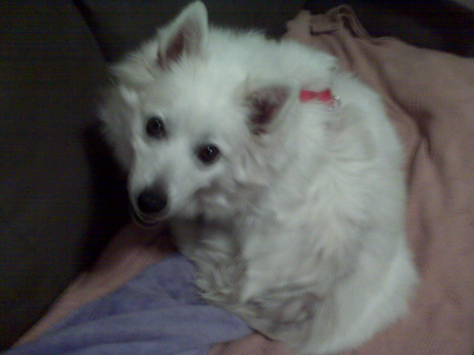 Balto looking attentively toward the horizon