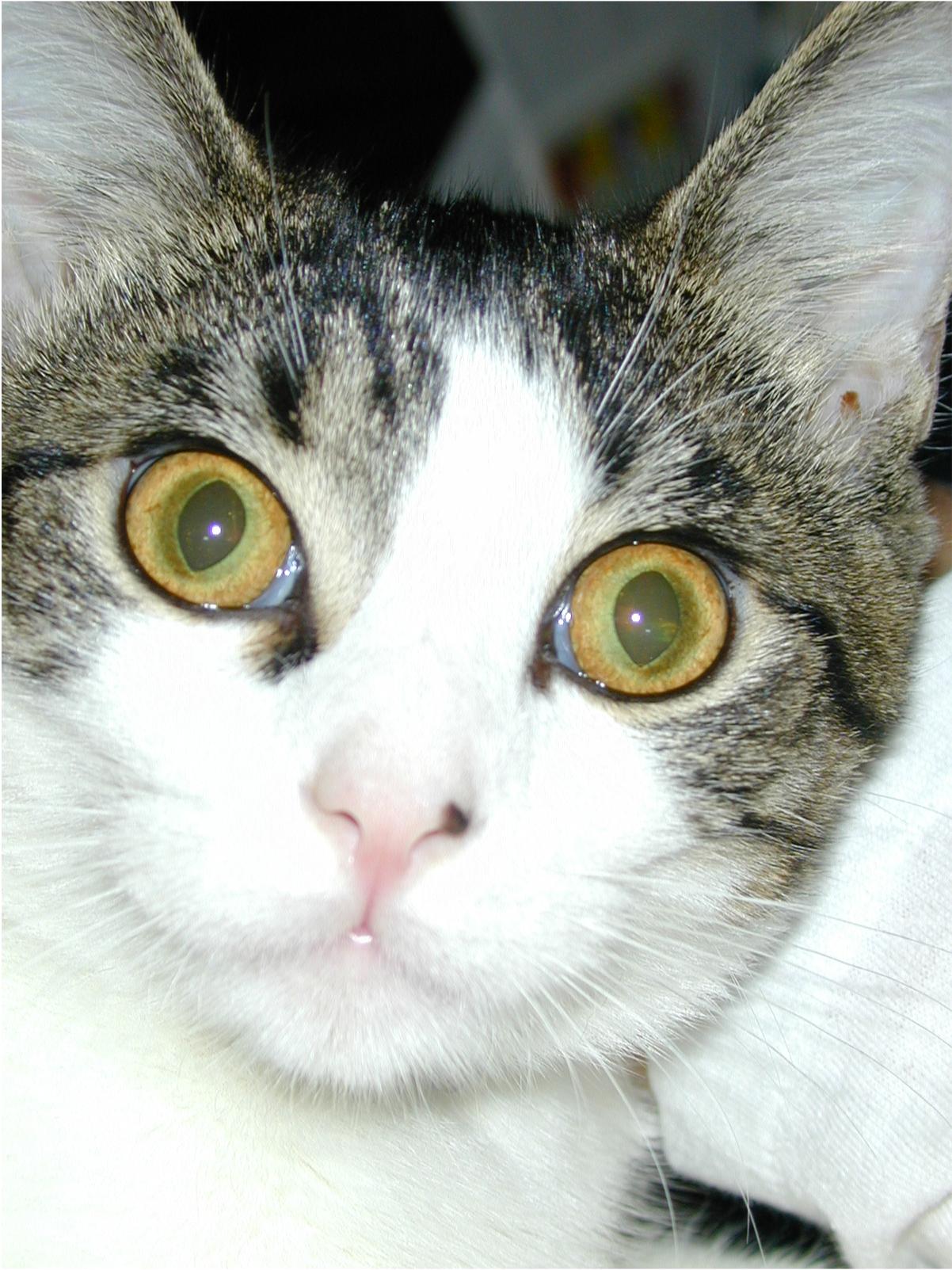 Closeup portrait of Bandit the cat