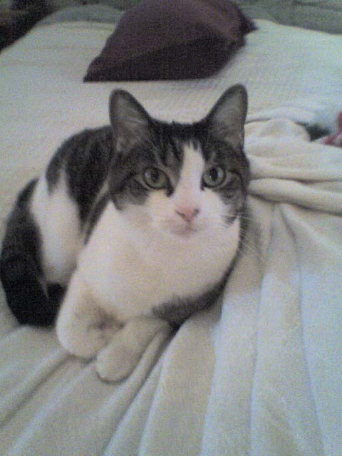 Bandit lying on a bed resting peacefully