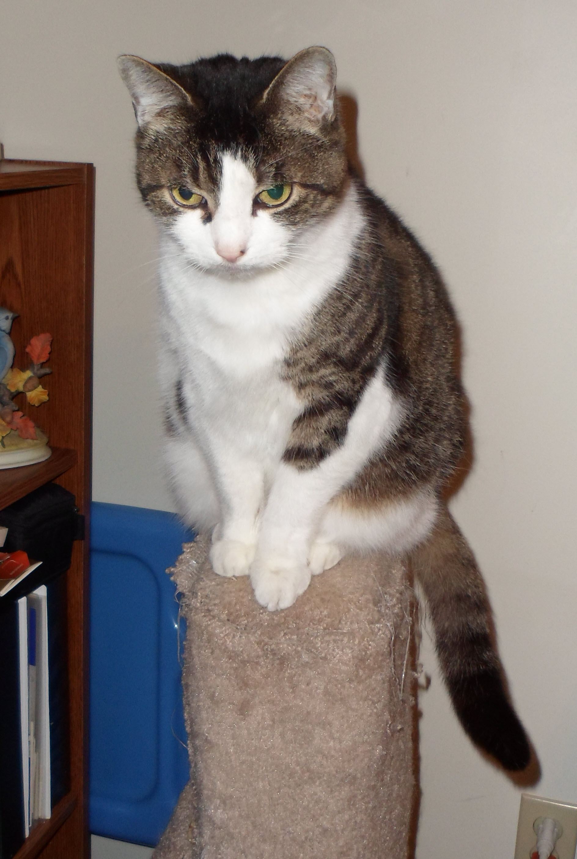 Bandit perched on Charm’s original cat post