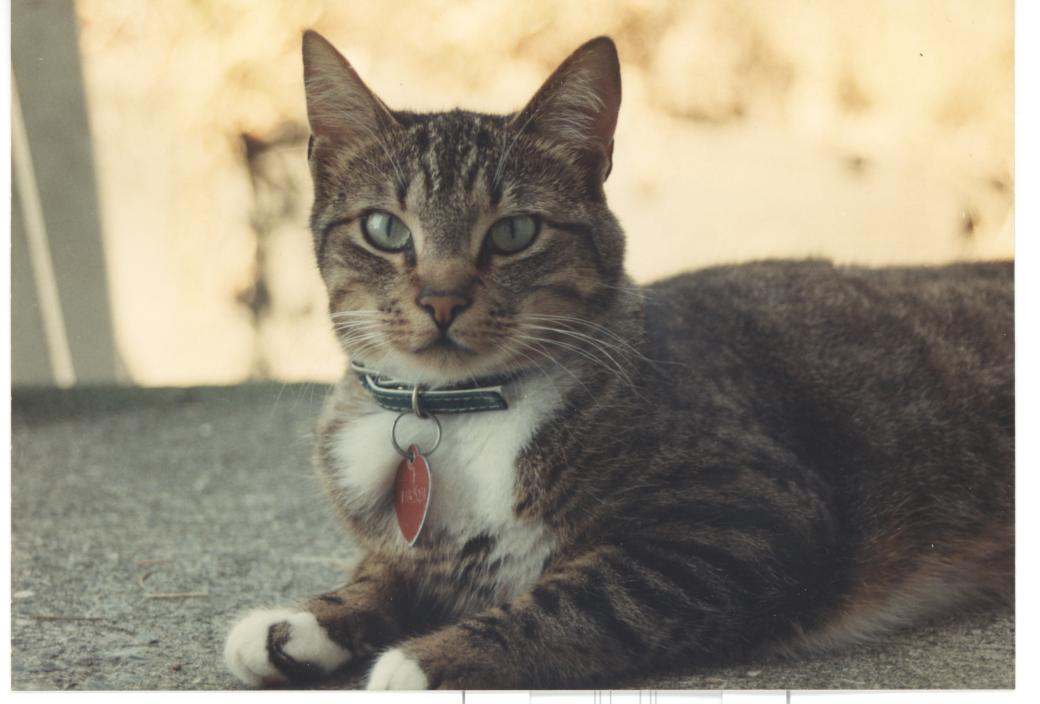 Charm by the front window in West Seattle