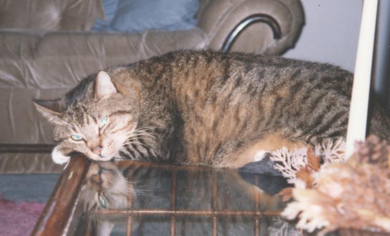 Charm resting peacefully