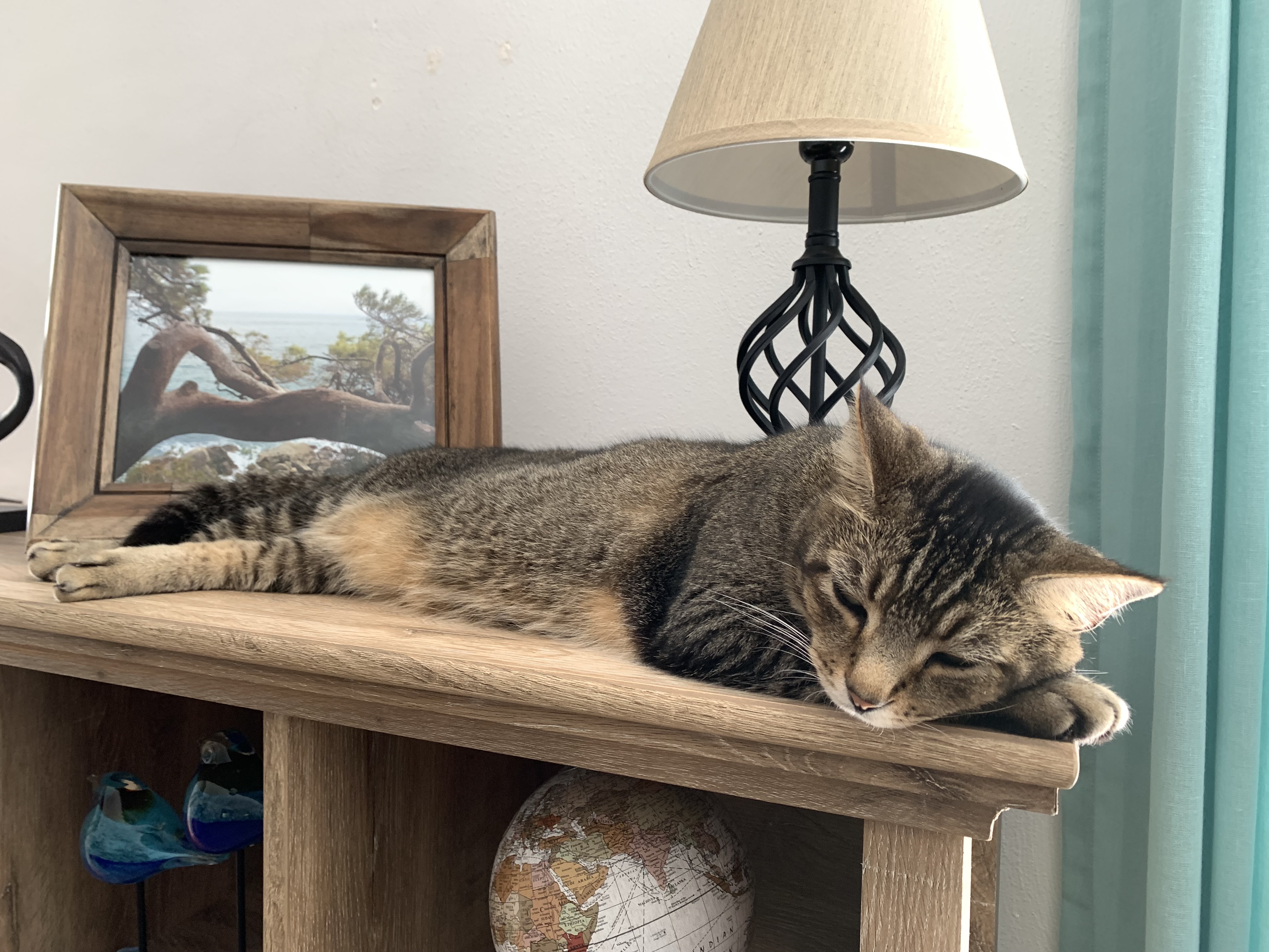 Lucky lounging and relaxing comfortably