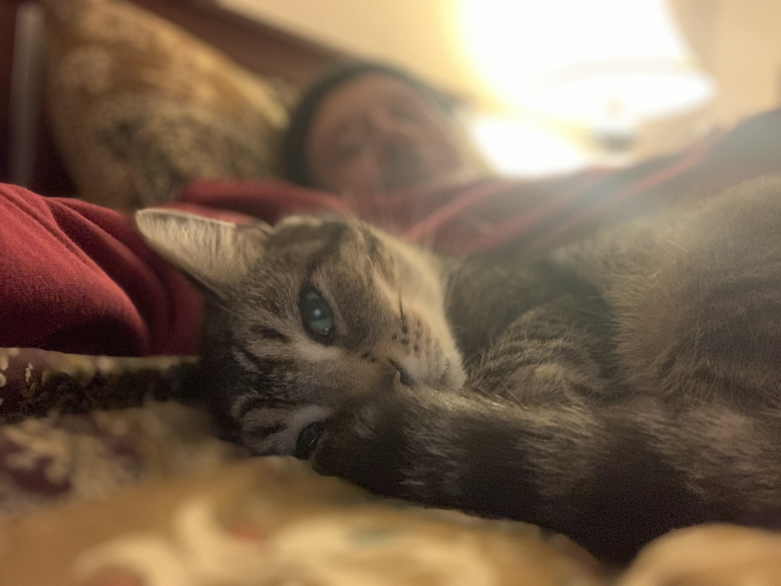 Closeup portrait of Lucky the cat