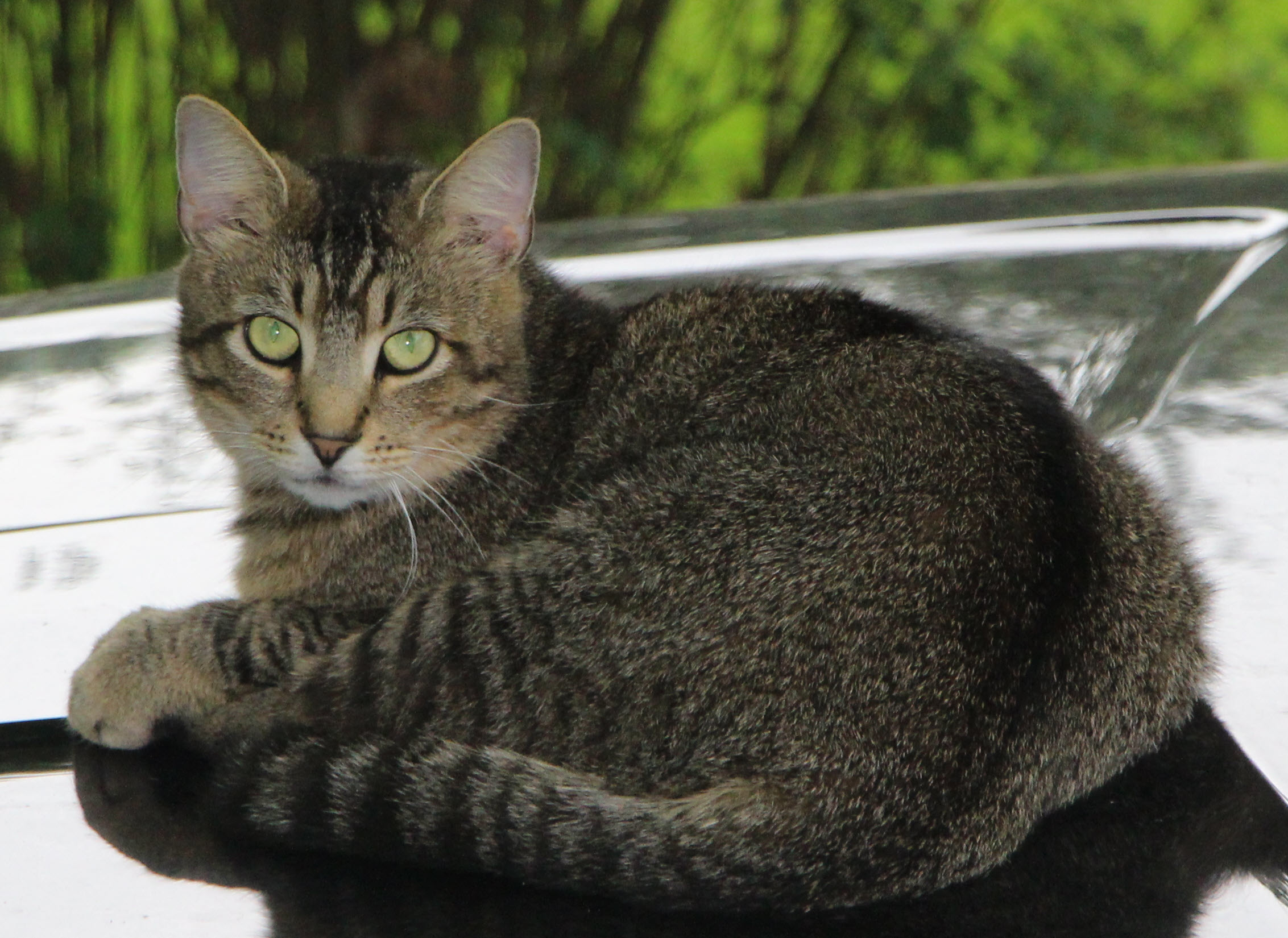 Milo sitting proudly atop the car like a king on his throne