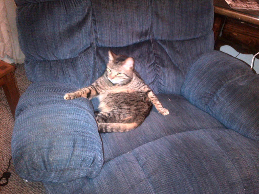 Milo lounging regally, the king on his throne