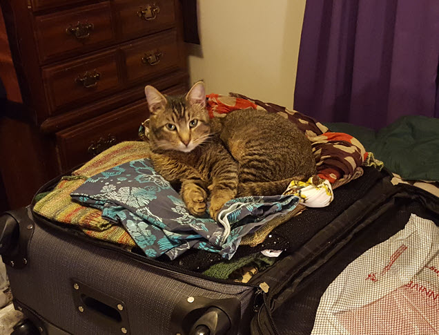 Milo waiting expectantly to go along for the trip