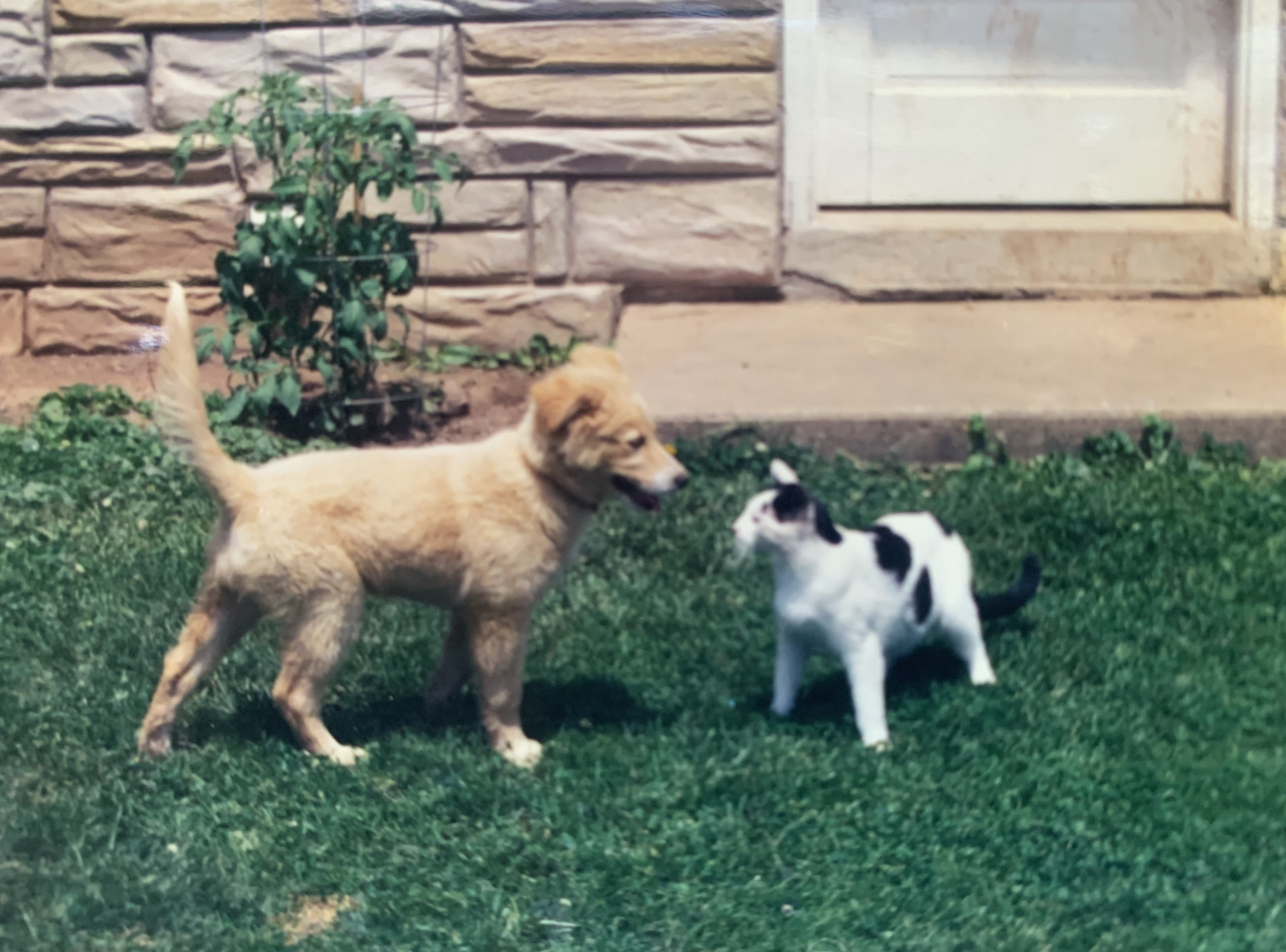 Molly and Villain 2 resting together