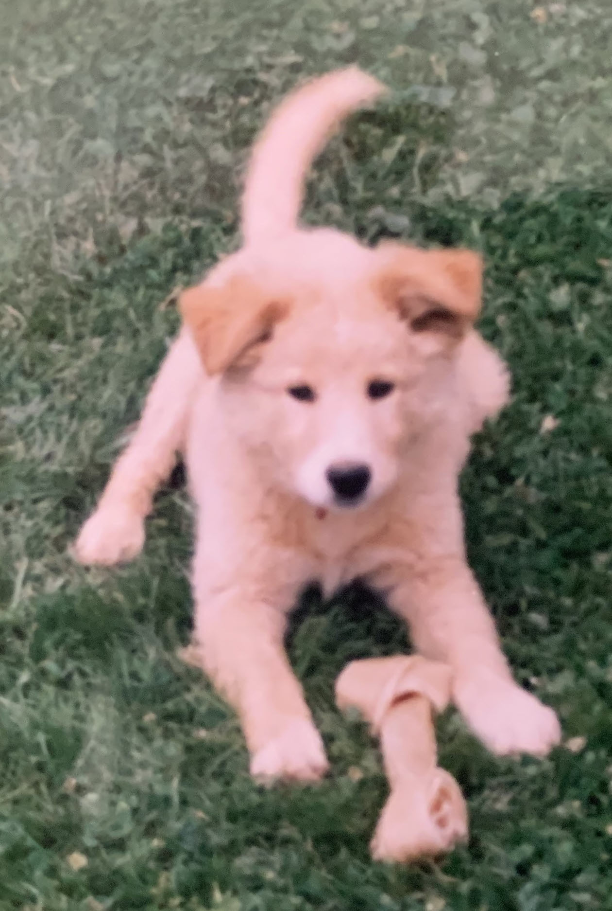 Closeup portrait of Molly the dog