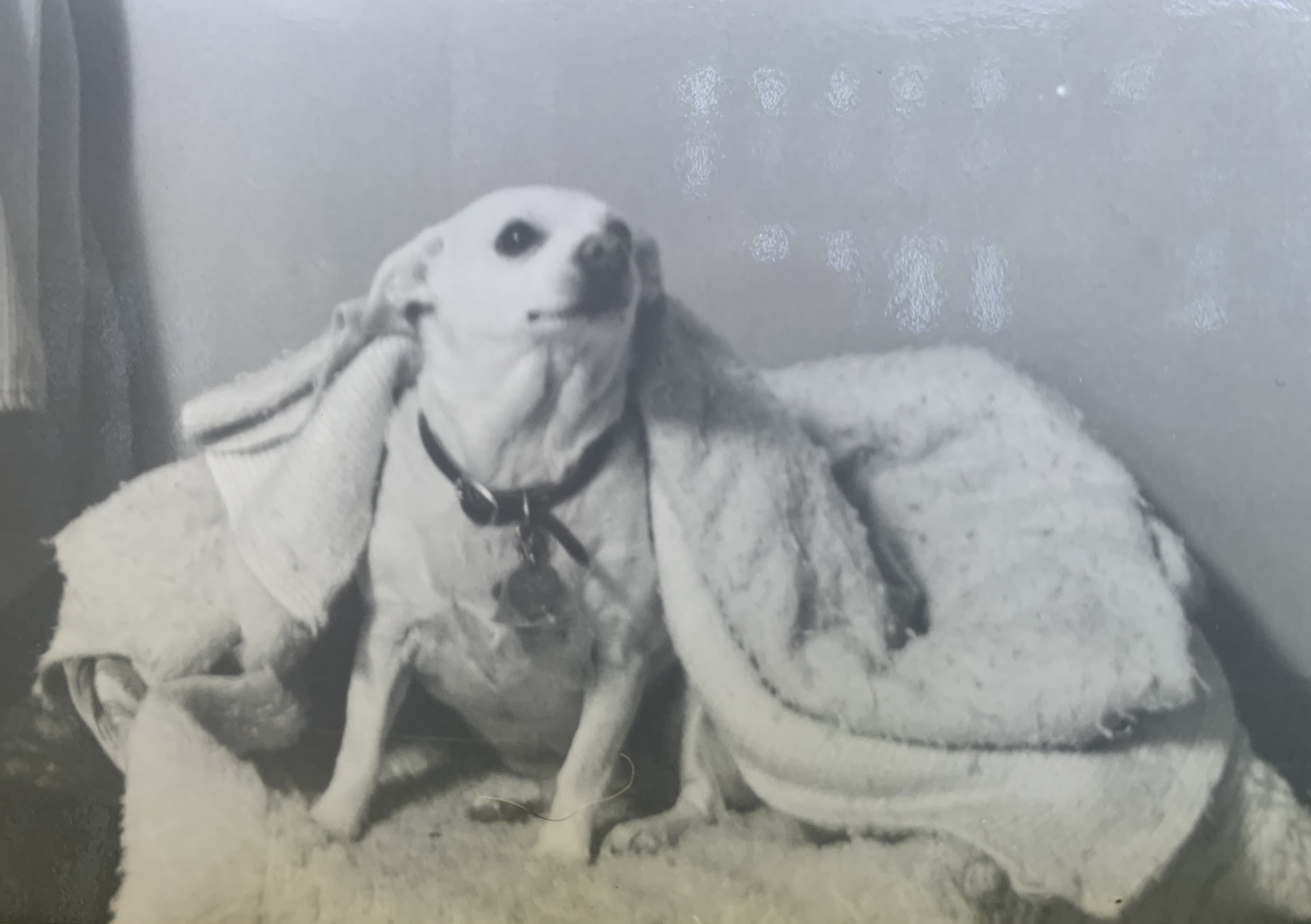 Poncho resting in her sleeping basket, circa 1976