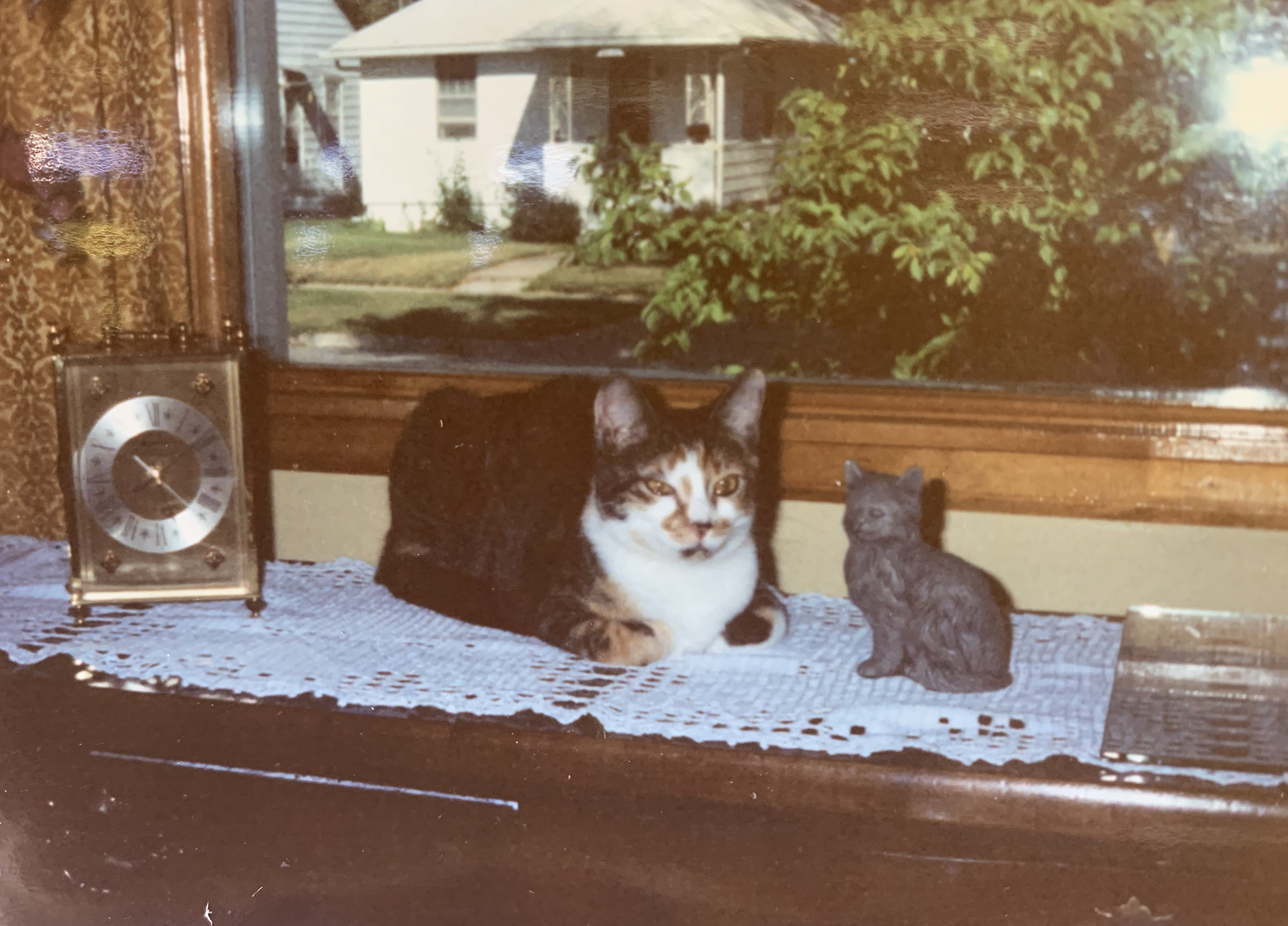Tiger resting at home in Omaha, Nebraska