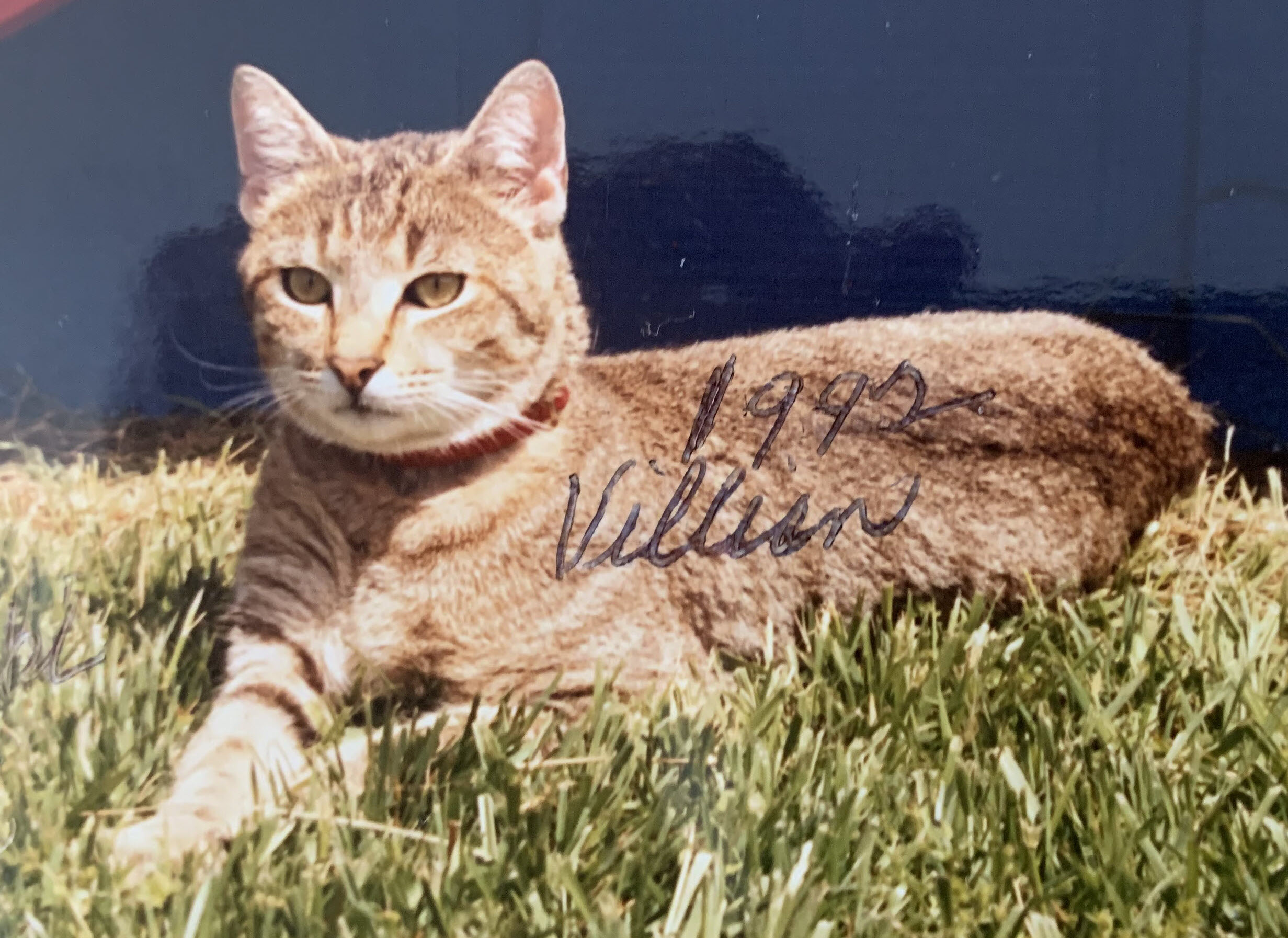 Villain 1, the ballpark tabby cat