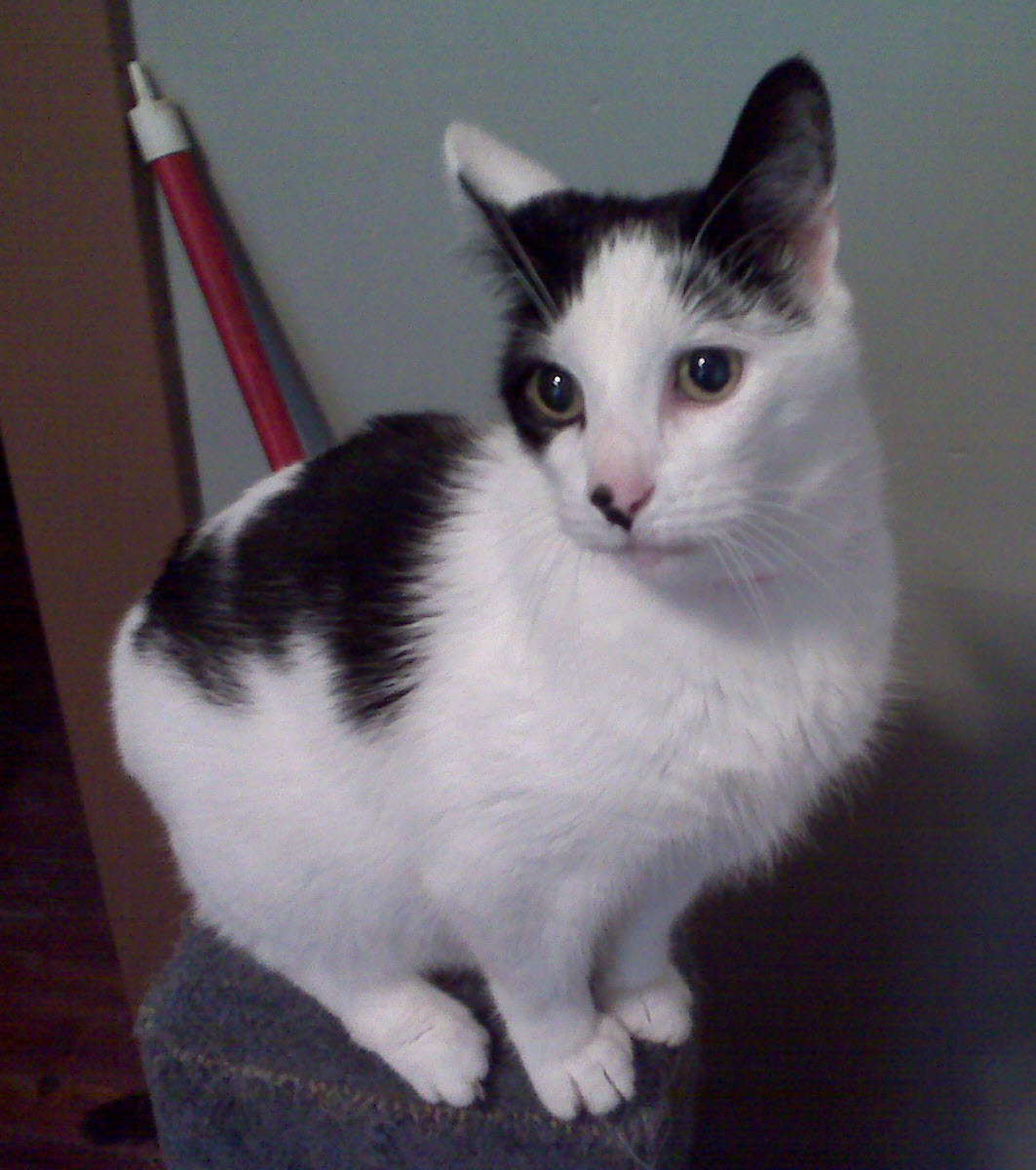 Closeup portrait of Villain 2 the cat