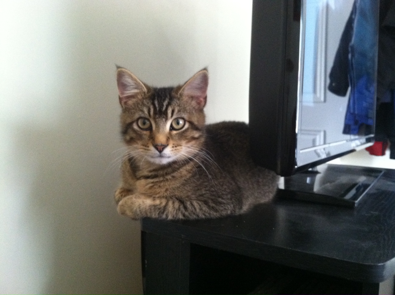 Young Lucky the cat as a kitten