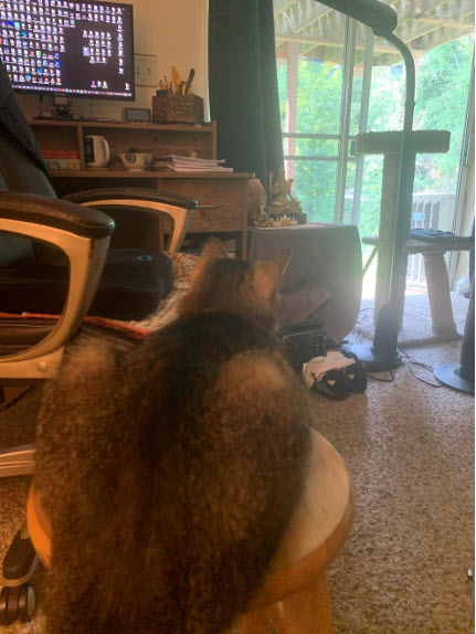 The Sentinals Stillness image